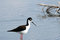 Free Black-necked Stilt Royalty Free Stock Images - 2769769