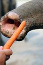 Free Feeding An Elephant Royalty Free Stock Photography - 2773377