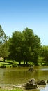 Free Summer Trees On Lake Royalty Free Stock Photography - 2774227