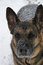 Free German Shepherd Dog In Snow Stock Photos - 2772123