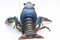 Free Blue Crayfish Royalty Free Stock Photography - 2775527