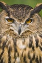 Free European Eagle Owl Royalty Free Stock Photography - 2783427