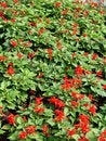Free Flowerbed - Red Flowers Royalty Free Stock Images - 2784819