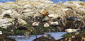 Free Harbor Seals Royalty Free Stock Photography - 2785097