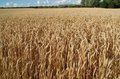 Free Gold Wheat Royalty Free Stock Photos - 2789568
