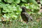 Free Baby Robin Stock Image - 2783461