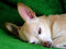 Free Chihuahua Royalty Free Stock Photo - 2785085