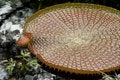 Free Prickly Lilypad Stock Images - 2791424