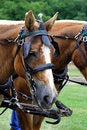 Free Belgian Draft Horse Stock Photo - 2791760