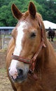 Free Belgian Draft Horse Royalty Free Stock Photo - 2791785