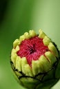 Free Zinnia Bud Royalty Free Stock Photo - 2792255