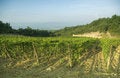 Free Dawn In Chianti, Tuscany Royalty Free Stock Photography - 2795657
