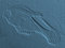 Free Horse Fossil Stock Images - 2790494