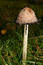 Free Stinky Inky Mushroom Stock Photos - 284463