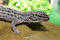 Free Lizard Royalty Free Stock Photo - 289585