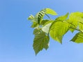 Free Raspberry Royalty Free Stock Photo - 2800015