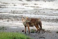 Free Jackal Royalty Free Stock Images - 2800159