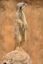 Free Suricata Suricatta Royalty Free Stock Photos - 2807738