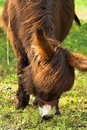 Free Donkey Stock Photography - 2808052