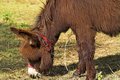 Free Donkey Royalty Free Stock Image - 2808196