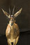 Free Baby Buck , Dear Royalty Free Stock Photography - 2800077