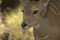 Free Baby Buck , Dear Royalty Free Stock Photos - 2800368