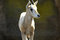 Free Baby Buck , Dear Royalty Free Stock Photo - 2800625