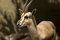 Free Baby Buck , Dear Royalty Free Stock Photos - 2800698