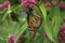 Free Monarch Butterfly Royalty Free Stock Photography - 2802097
