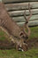 Free Greater Kudu Stock Photo - 2802570