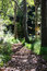Free Leafy Walkway In Forest Royalty Free Stock Photos - 2803688