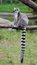 Free Ring-tailed Lemur Royalty Free Stock Photos - 2806318
