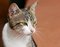 Free Portrait Of A Street Cat Royalty Free Stock Photos - 2806418
