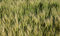 Free Wheat Field Stock Photography - 2806692