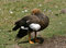 Free Upland Goose Stock Photo - 2806810