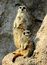 Free Suricates - Meerkats Royalty Free Stock Photo - 2806815