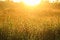 Free Golden Light Shining Down On The Grass./Golden Light Stock Photos - 28062803