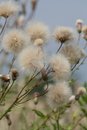 Free Wildflowers Royalty Free Stock Images - 2812449