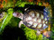 Free Snapper Royalty Free Stock Photography - 2813127