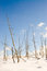 Free Burned Trees Stock Photo - 2813190