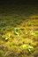 Free Early Morning - Grass Stock Photography - 2816242