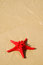 Free Shell_6 Royalty Free Stock Image - 2819326