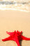 Free Shell_4 Royalty Free Stock Photography - 2819337
