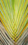 Free Palm Leaf Background Stock Photo - 28161250