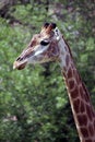Free Giraffa Camelopardalis Stock Photo - 2820820