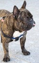 Free Nice French Bulldog 5 Royalty Free Stock Photo - 2821735