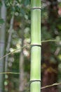 Free Bamboo Stock Photos - 2826633