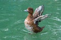 Free Spreading Wings Stock Photos - 2826733