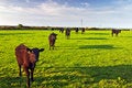 Free Welsh Countryside Stock Photos - 2827423