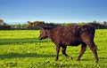 Free Welsh Countryside Stock Photo - 2827440